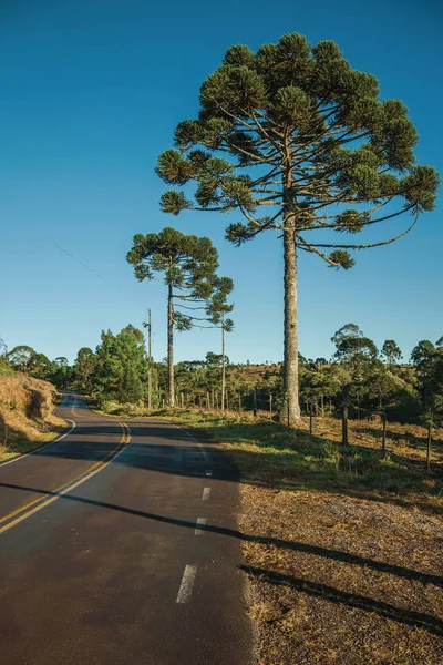 Estrada pavimentada em planícies rurais chamada Pampas — Fotografia de Stock