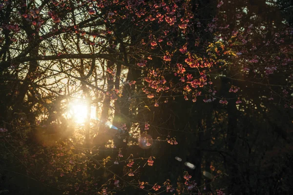 夕阳西下,枝头开满鲜花 — 图库照片