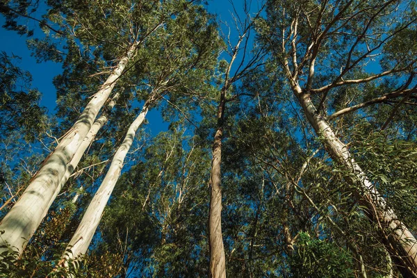 Troncos y ramas de eucaliptos — Foto de Stock