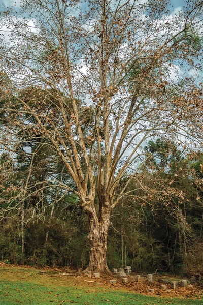 Landschap met bladloze grote boom temidden van weelderig bos — Stockfoto