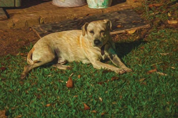 Labrador retriever breed dog sitting on lawn