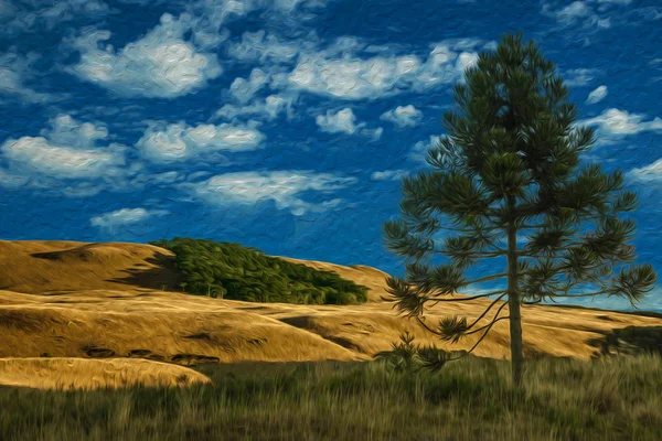 Pine tree in rural lowlands called Pampas — Stock Photo, Image