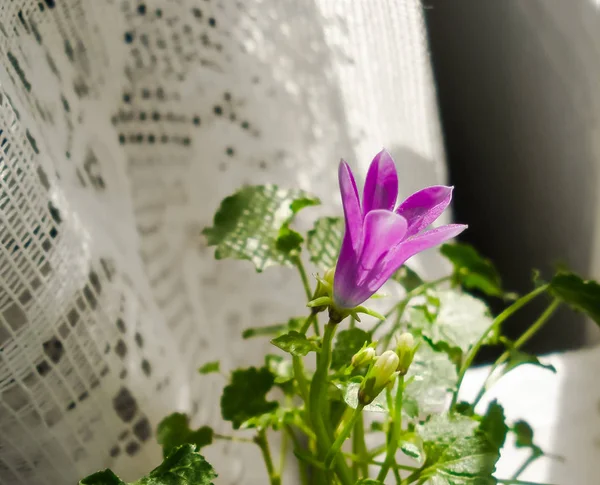 bir pencere üzerinde çan çiçeği