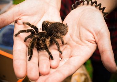 örümcek elinde