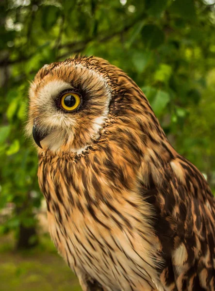  Küçük orman baykuşu