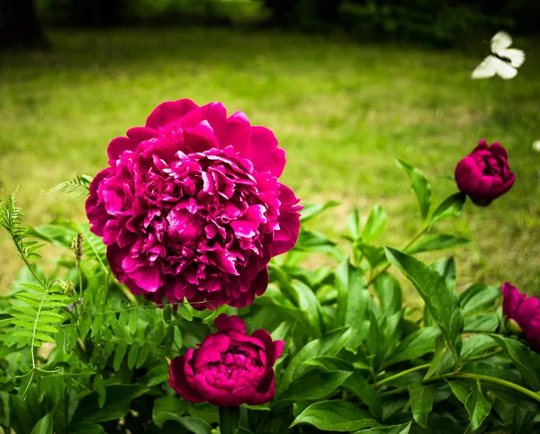 pembe peone ve kelebek