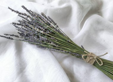 Beyaz arkaplanda lavanta