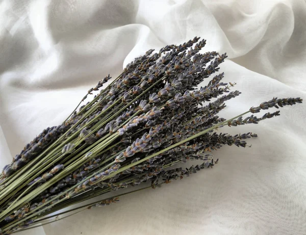 Beyaz arkaplanda lavanta