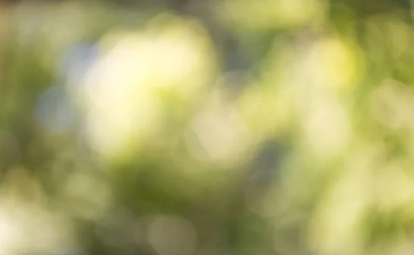 yeşil yaz arkaplanı