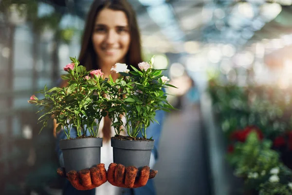 Young lady gardener holding plants in pots trying to sell them in her newly built greenhouse shop. Sales concept.