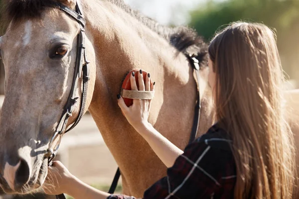 Young beautiful female taking care and brushing a horse. The broodmare manager position is an important one in the equine breeding industry — Stock Photo, Image