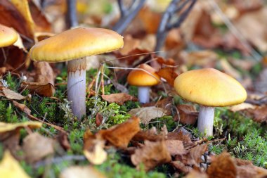 Cortinarius mucosus. Mantar düşmüş aşağı yapraklar arasında 