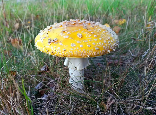 Amanita gemmata. Αυξανόμενη κίτρινο μύγα Αγαρικό στη Σιβηρία — Φωτογραφία Αρχείου