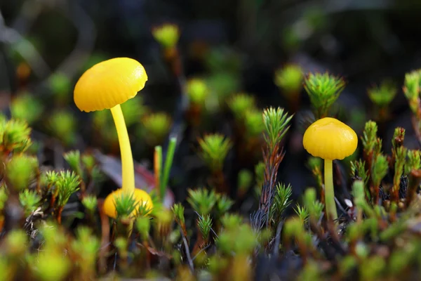 Hygrocybe vitellina. Bir yosun arasında küçük mantar — Stok fotoğraf
