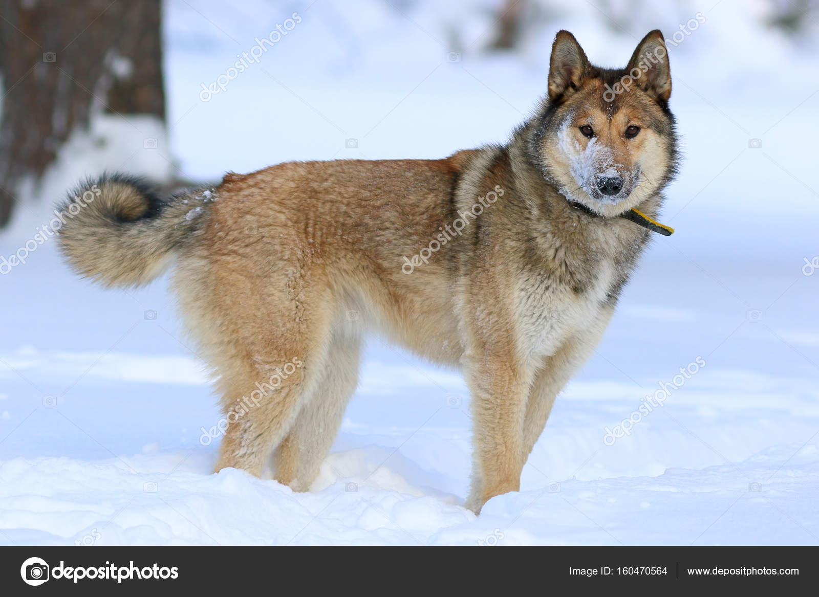 Siberian laika 2025