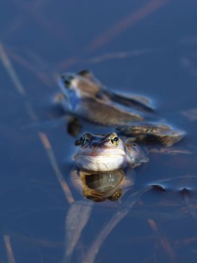 Rana arvalis. Su içinde bir kurbağa doğurmak
