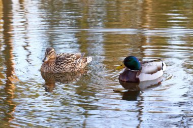 Anas platyrhynchos. Dişi ve Drake göl kenarında