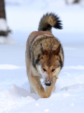 Batı Sibirya Laika. Kabarık beyaz arasında bir av köpeği 