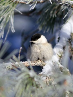 Poecile montanus. Söğüt baştankara closeup karlı çam üzerinde