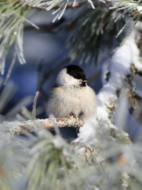 Poecile montanus. Söğüt baştankara portre