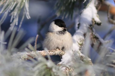 Poecile montanus. Söğüt baştankara closeup çam üzerinde