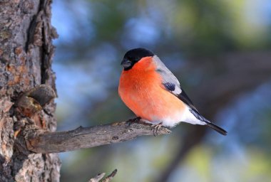 Parlak tüyleri içinde erkek şakrak kuşu