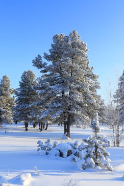 Kuzey Sibirya'da kış orman