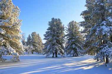 Cedar grove soğuk kış günü