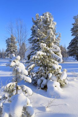 Sessizce karlı orman Yamal Yarımadası
