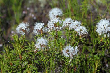 Biberiye marsh Yamal Yarımadası üzerinde güneşli bir gündü