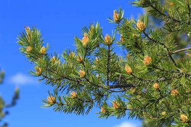 Pinus sylvestris. Mavi gökyüzü arka plan üzerinde çam dalı