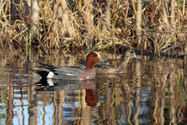 Sibirya'da bahar su üzerinde erkek ve kadın wigeons