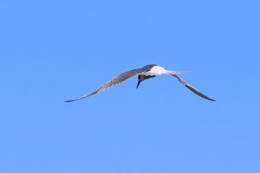 Sterna paradisaea. Uçuş ya yazları Arctic sumru
