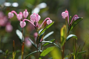 Andromeda polifolia. Yama güneşli bir günde, çiçekli bitkiler