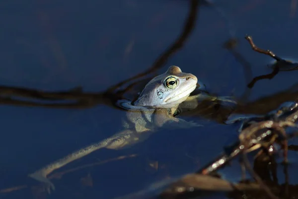 Rana arvalis. Frosch hautnah im Wasser — Stockfoto