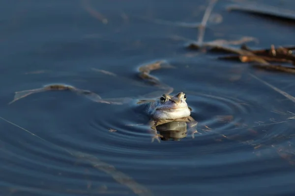 Rana hraboše. Žába plave ve vodě — Stock fotografie