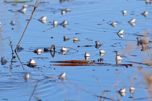 Rana Arvalis. O acúmulo de rãs na lagoa da primavera — Fotografia de Stock