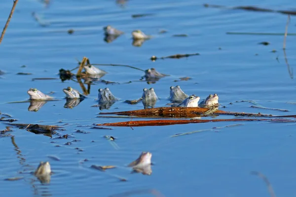 Nahromadění žáby v rybníce na jaře — Stock fotografie