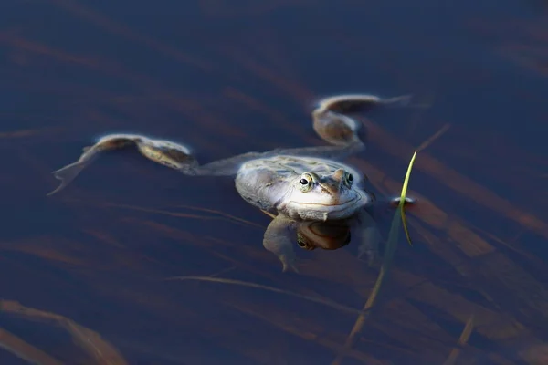 Rana hraboše. Closeup žába v jezeře — Stock fotografie