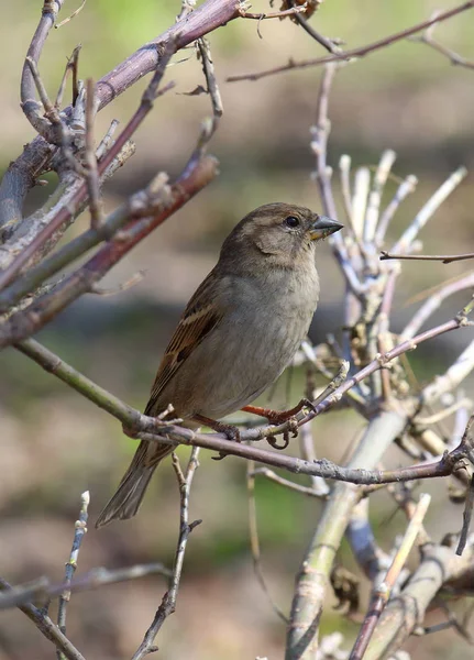 Θηλυκό σπίτι Sparrow στις αρχές της άνοιξης — Φωτογραφία Αρχείου