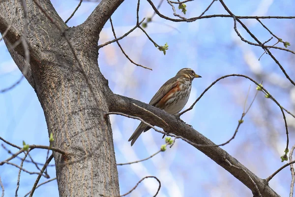 Redwing. Bird in a city Park on a tree — Stock Photo, Image