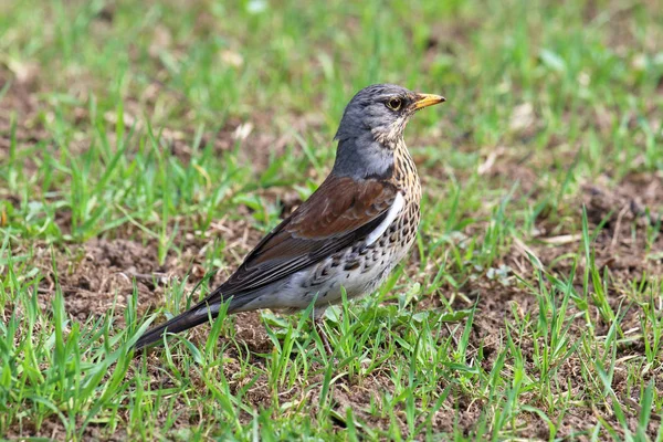 Turdus pilaris. Pleśniawki zbliżenie kwiczoł — Zdjęcie stockowe