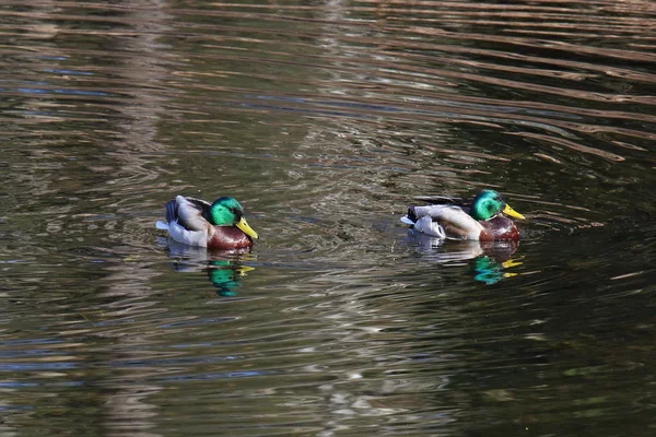 Erpel gewöhnlicher Stockenten schwimmen in einem Teich — Stockfoto