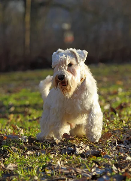 Zwergschnauzer branco joga no prado — Fotografia de Stock