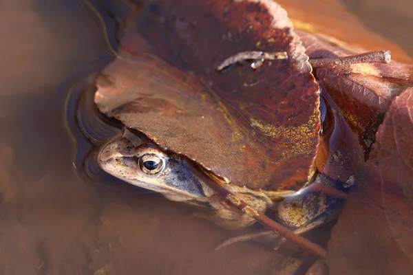 Rana hraboše. Na jaře žába sedící v louži — Stock fotografie