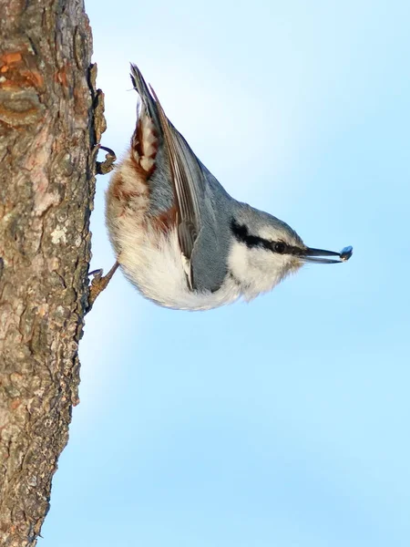 Nuthatch su un tronco d'albero — Foto Stock