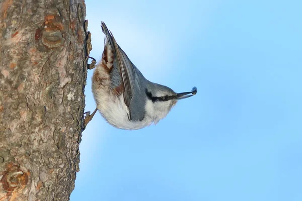 Sitta europaea. Nuthatch on the trunk of a cedar — Stock Photo, Image