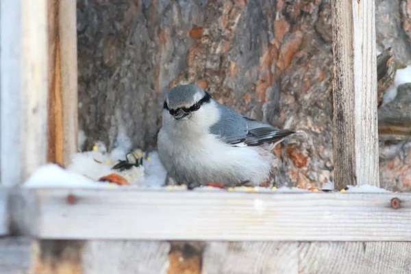 Sitta europaea. Nötväcka äter vid dalvärdet — Stockfoto