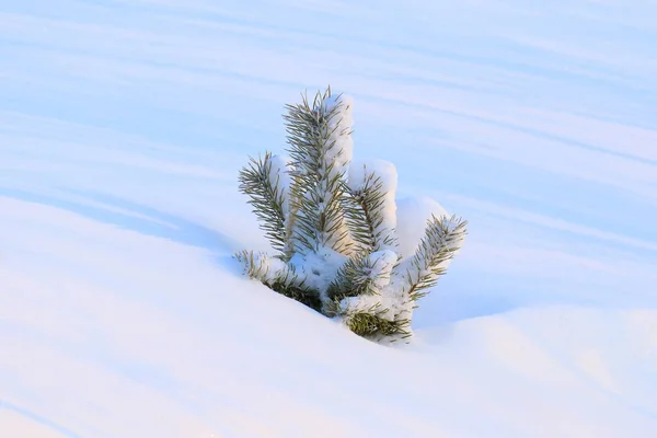 Un pequeño árbol de coníferas entre la nieve —  Fotos de Stock