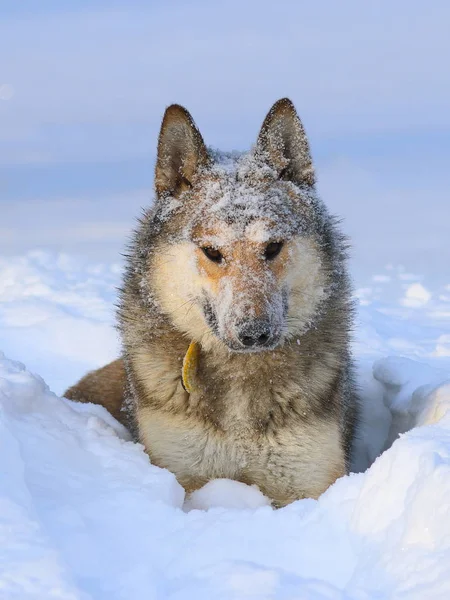 Den västsibirisk Lajka. Porträtt av en jakthund i snön — Stockfoto